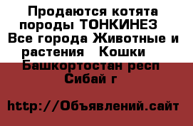 Продаются котята породы ТОНКИНЕЗ - Все города Животные и растения » Кошки   . Башкортостан респ.,Сибай г.